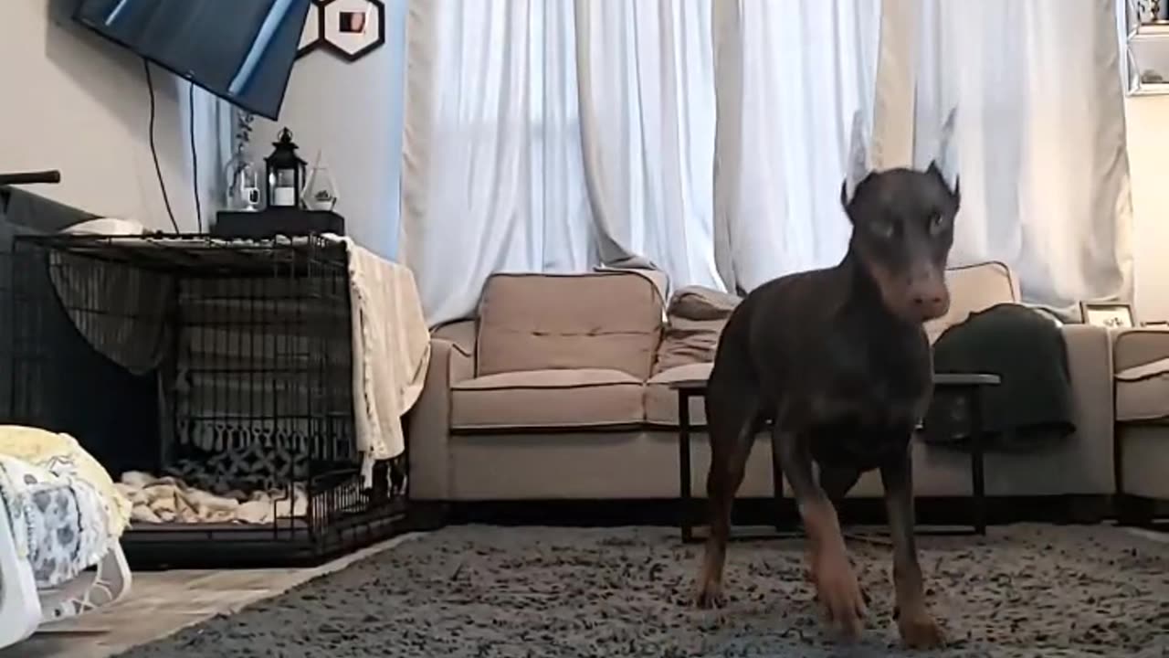 Nothing to see here just a Dobie "Having a good time"