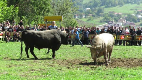 Čelan od Šamija vs Zećo od Kubata Goduša 2024