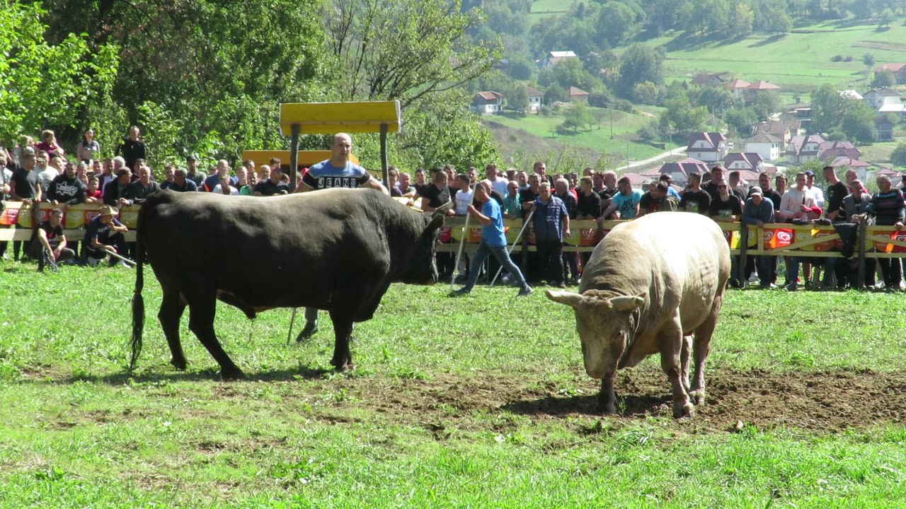 Čelan od Šamija vs Zećo od Kubata Goduša 2024