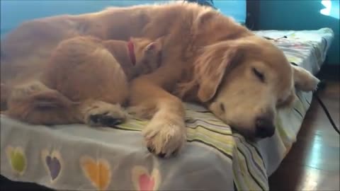 Kitten Growing up with Dog