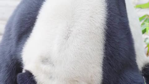 Silly giant panda