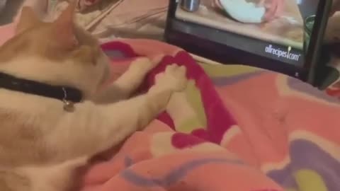 Chef kitty