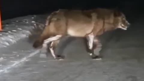 30 Interesting Animal Moments In The USA
