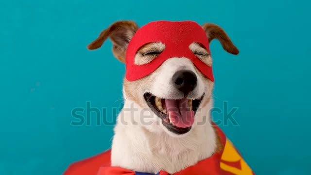 Cute cheerful Jack Russell Terrier in red mask