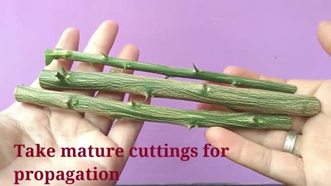 How to propagate Lemon and Orange plant cuttings for free !!