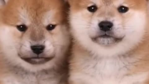 Such a cute Shiba Inu, do you want one?