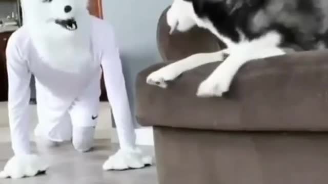 Funny moments with Husky dog _ husky dog funny video