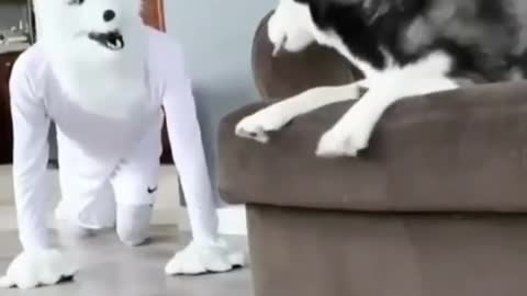 Funny moments with Husky dog _ husky dog funny video