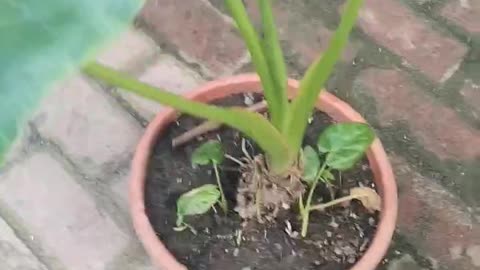 Giant Taro