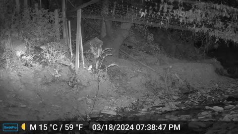 Bobcat with dinner