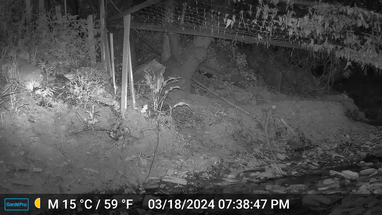 Bobcat with dinner