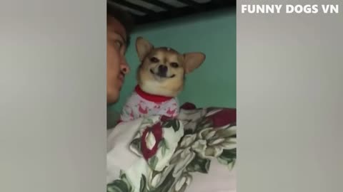 Funniest Animals Video-Funny Dogs-Try Not To Laugh Animals