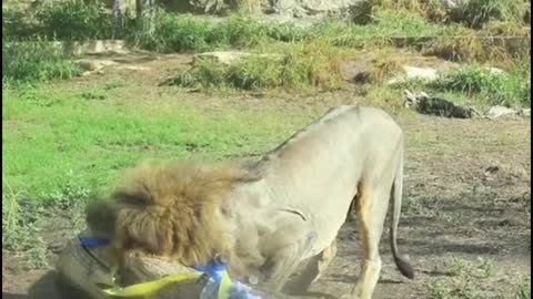 This is the lions in the zoo. This is their daily life