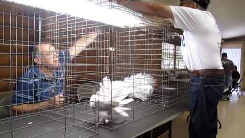 Mike Seller judging American Fantails Bayshore Variety pigeon club Show 2014