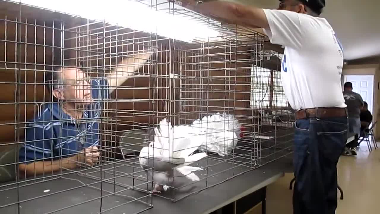 Mike Seller judging American Fantails Bayshore Variety pigeon club Show 2014