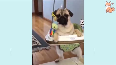 Funny dog videos🐶🤣