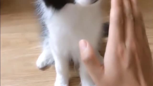AWW Animals SOO Cute! Cute baby animals Videos Compilation cute moment