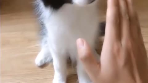 AWW Animals SOO Cute! Cute baby animals Videos Compilation cute moment