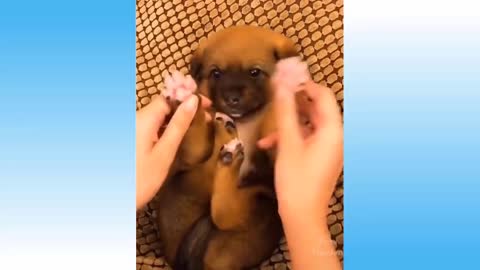 Top Funny Cat Videos of The Weekly - TRY NOT TO LAUGH
