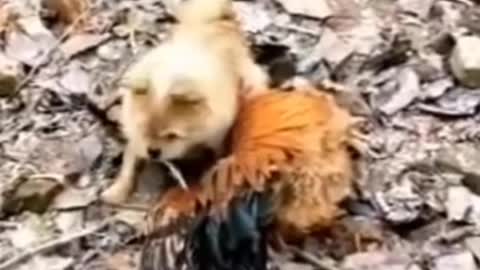 Funny dog video