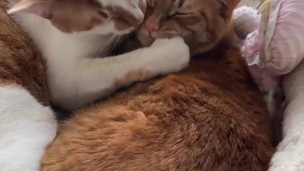 Cute Cats & Funny Cats 😍😍😅😅 #shorts #cats #viral #mmvcats