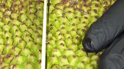 Jack Fruit