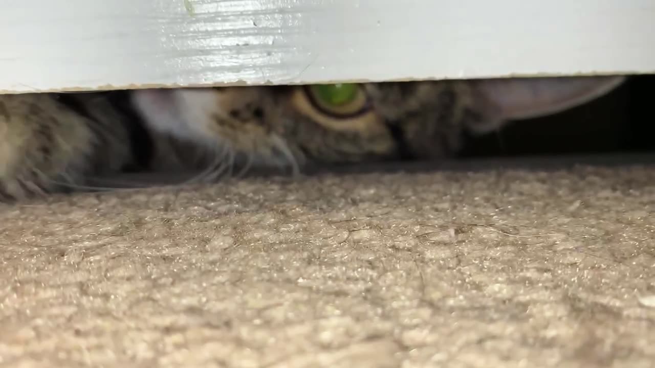 The Cat From Under The Door