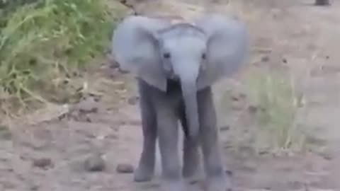 Baby Elephant's Playful Fun #shorts #viral #shortsvideo #video