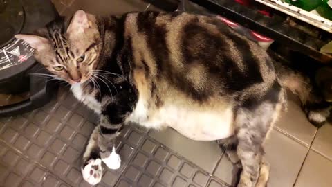 Cute Fat Cat 😂😂