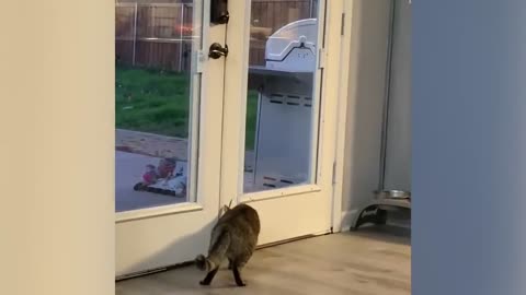 The best funny animal video