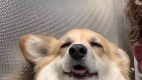 Corgi
