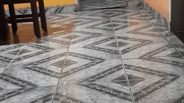 see the games of the little dogs running around the house