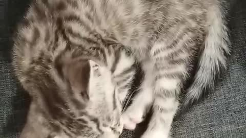 curled up cat