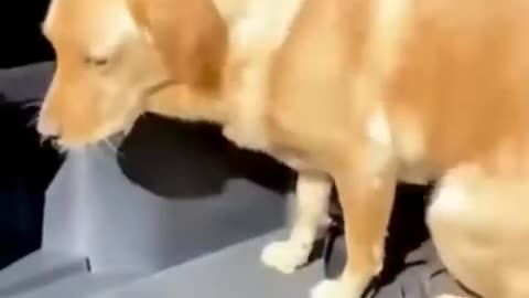 Funniest Animal Videos 2023 - Best Funny Dogs&Cat Videos