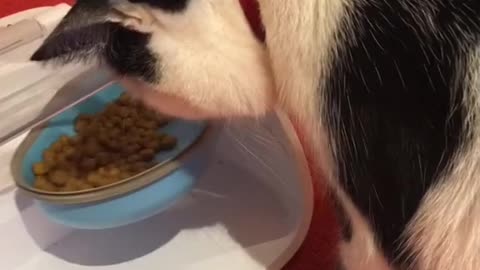 This kitten looks like a human being