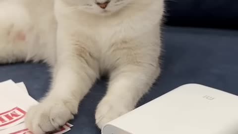 Cat loves to caught 😁😂