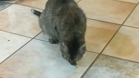Cat tries piece of spinach, gives expected reaction