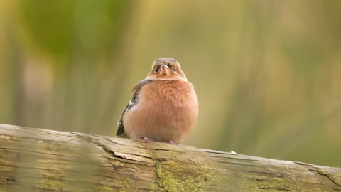 So cute and beautiful birds