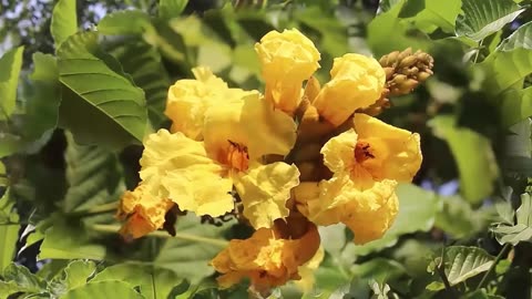 Markhamia Lutea, Nile Tulip Trumpet or Siala Garden Shrub or Small Tree