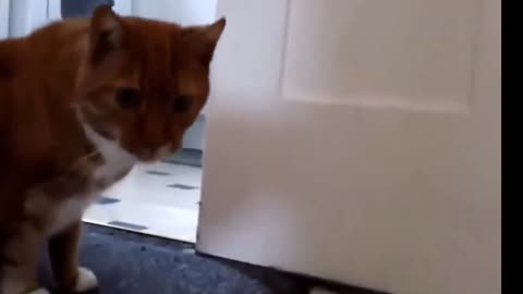 VERY BEAUTIFUL HOUSEHOLD CUTE CAT