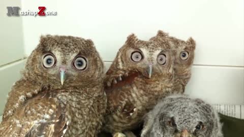 Funny Owls And Cute Owl Videos Compilation 2016