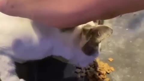 Feeding the cats