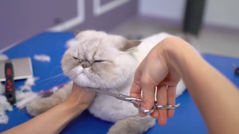 Pet shop cute cat