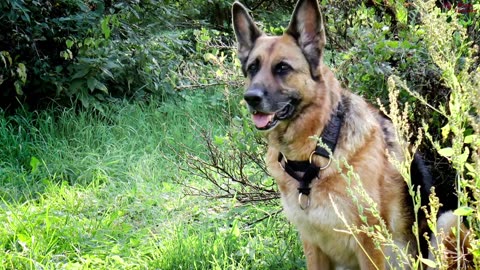 List Of Largest And Most Powerful Dogs In The World | Fearless Dog Breeds | Dangerous Dogs Name