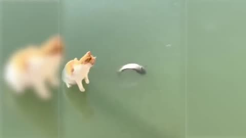Try not to laugh Laughing Cat Video