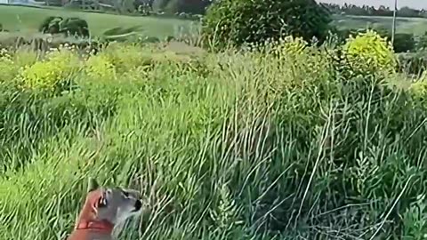 A family adopted a baby puma
