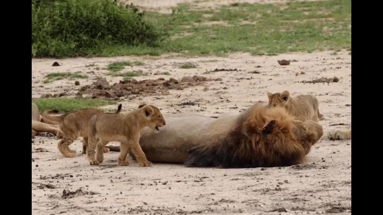 Male Lion's Patience Tested by Playful Cubs