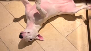 Puppy Chases Her Tail