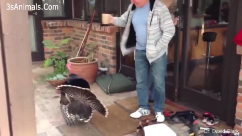 Stupidly Funny Compilations! Animals are Hilarious