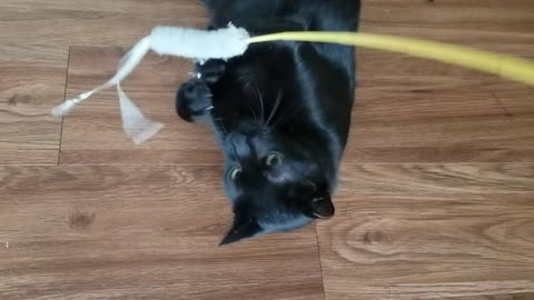 20240826 150749 Tux Playing with Bird Noise Toy